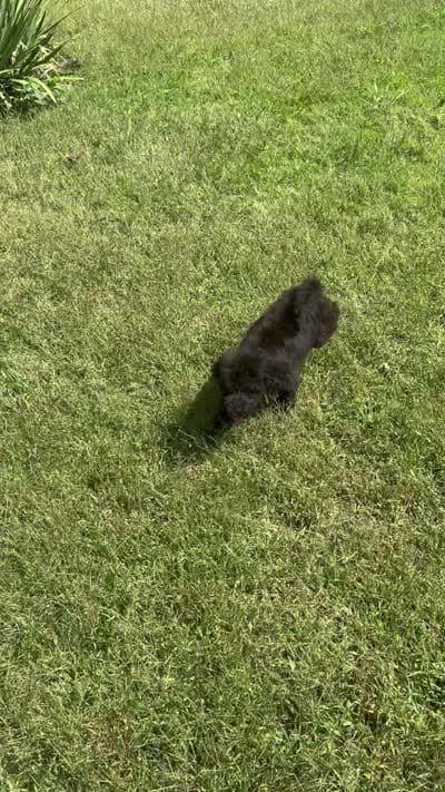 Maisie, a female Bernedoodle for sale in Rogersville, TN – 6 of 7