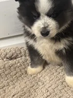 Lore, a female Siberian Husky for sale in Rogersville, TN – 2 of 7