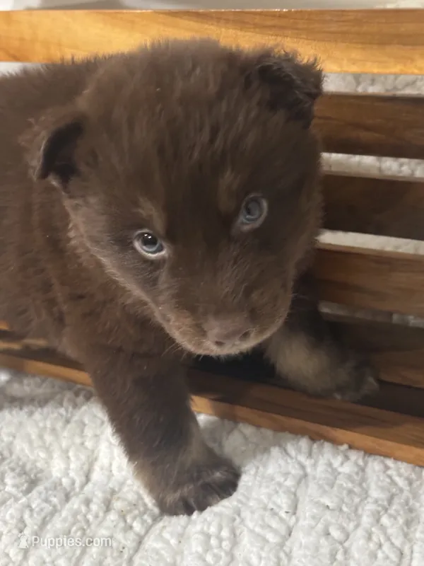 Shrek – Siberian Husky puppy for sale in Rogersville, TN