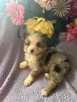 Tito, a male Miniature Australian Shepherd for sale in Rogersville, TN – 6 of 9