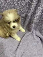 Cookie, a female Pomsky for sale in Rogersville, TN – 4 of 6