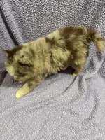 Cosmo, a male Pomsky for sale in Rogersville, TN – 8 of 8