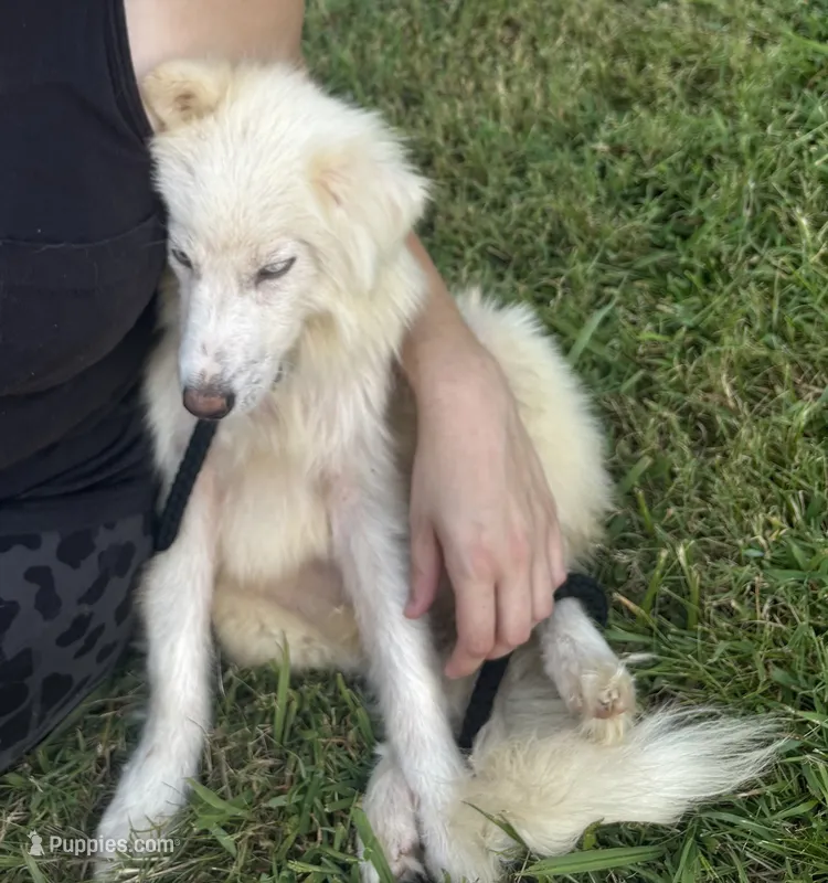 Frost – Pomsky puppy for sale in Rogersville, TN