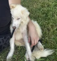 Frost, a male Pomsky for sale in Rogersville, TN – 1 of 6