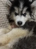 Denali, a male Siberian Husky for sale in Rogersville, TN – 3 of 10