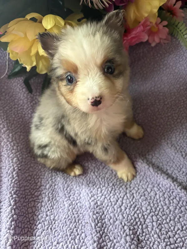 Tito – Miniature Australian Shepherd puppy for sale in Rogersville, TN