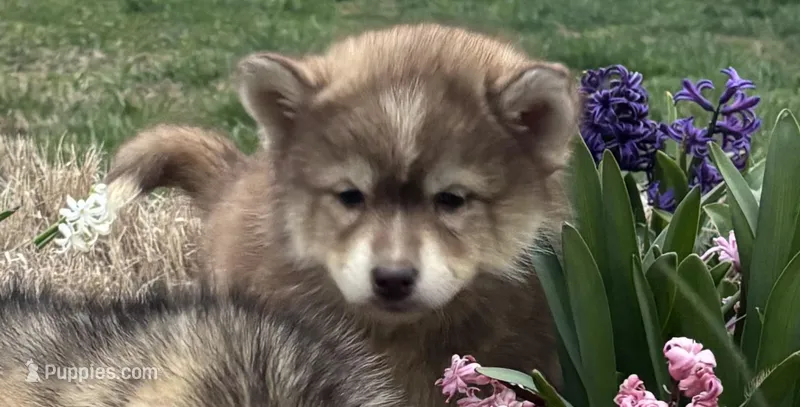 Phoebe – Siberian Husky puppy for sale in Rogersville, TN