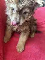 Phoebe, a female Siberian Husky for sale in Rogersville, TN – Photo 8 of 9