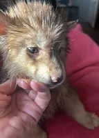 Phoebe, a female Siberian Husky for sale in Rogersville, TN – Photo 7 of 9