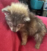 Phoebe, a female Siberian Husky for sale in Rogersville, TN – Photo 3 of 9