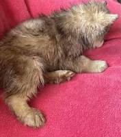 Phoebe, a female Siberian Husky for sale in Rogersville, TN – Photo 5 of 9