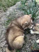 Phoebe, a female Siberian Husky for sale in Rogersville, TN – Photo 2 of 10