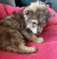 Phoebe, a female Siberian Husky for sale in Rogersville, TN – Photo 2 of 9