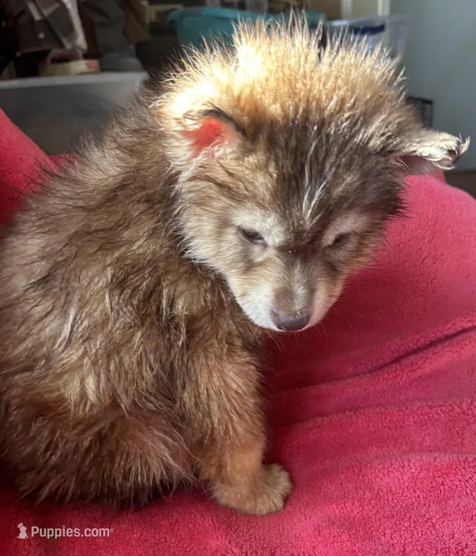 Phoebe – Siberian Husky puppy for sale in Rogersville, TN