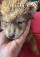 Phoebe, a female Siberian Husky for sale in Rogersville, TN – Photo 6 of 9