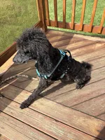 Frankie, a male Poodle - Standard  for sale in Rogersville, TN – Photo 2 of 4