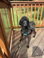 Frankie, a male Poodle - Standard  for sale in Rogersville, TN – Photo 3 of 4