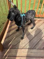Frankie, a male Poodle - Standard  for sale in Rogersville, TN – Photo 4 of 4