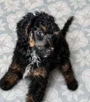Dior, a male Poodle - Standard  for sale in Rogersville, TN – 2 of 8