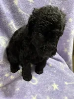 Gillian, a female Poodle - Standard  for sale in Rogersville, TN – 5 of 9