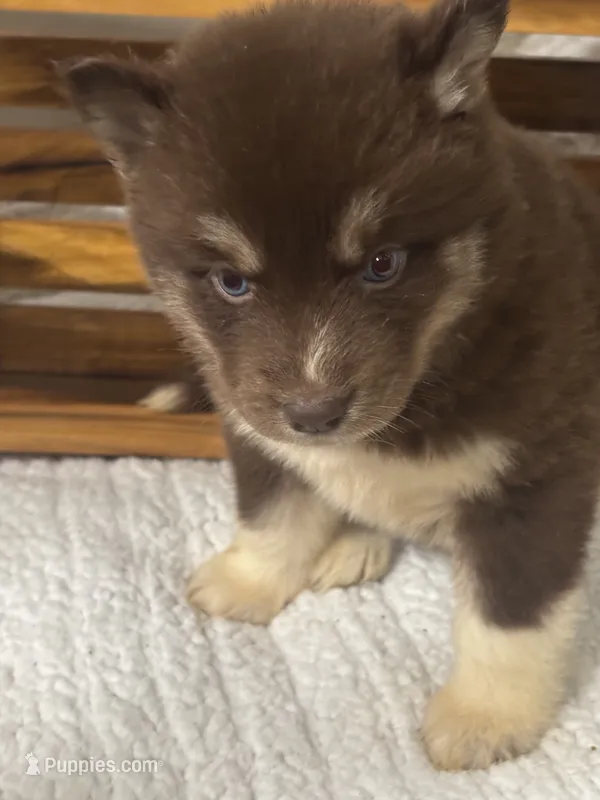 Fiona – Siberian Husky puppy for sale in Rogersville, TN