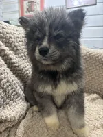 Athena, a female Siberian Husky for sale in Rogersville, TN – Photo 8 of 10