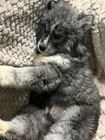 Athena, a female Siberian Husky for sale in Rogersville, TN – Photo 4 of 10