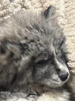 Athena, a female Siberian Husky for sale in Rogersville, TN – Photo 1 of 10