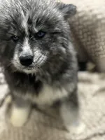 Athena, a female Siberian Husky for sale in Rogersville, TN – Photo 3 of 10