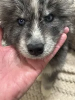 Athena, a female Siberian Husky for sale in Rogersville, TN – Photo 7 of 10