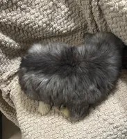 Athena, a female Siberian Husky for sale in Rogersville, TN – Photo 9 of 10