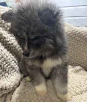 Athena, a female Siberian Husky for sale in Rogersville, TN – Photo 5 of 10