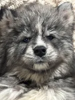 Athena, a female Siberian Husky for sale in Rogersville, TN – Photo 2 of 10