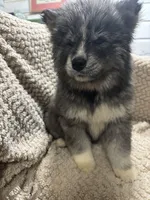 Athena, a female Siberian Husky for sale in Rogersville, TN – Photo 10 of 10