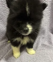 Coal, a male Pomsky for sale in Rogersville, TN – 3 of 5