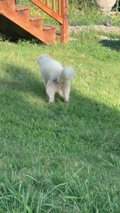 Frost, a male Pomsky for sale in Rogersville, TN – 6 of 6