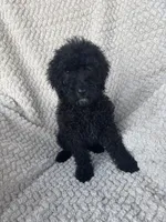 Shadow , a male Bernedoodle for sale in Rogersville, TN – 3 of 5