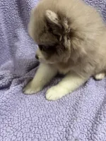 Cookie, a female Pomsky for sale in Rogersville, TN – 2 of 6