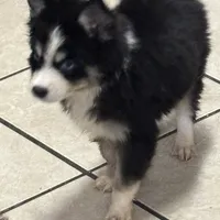 Koda, a male Pomsky for sale in Rogersville, TN – Photo 7 of 7