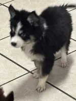 Koda, a male Pomsky for sale in Rogersville, TN – Photo 7 of 7