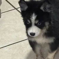 Koda, a male Pomsky for sale in Rogersville, TN – Photo 6 of 7