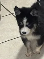 Koda, a male Pomsky for sale in Rogersville, TN – Photo 6 of 7