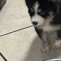 Koda, a male Pomsky for sale in Rogersville, TN – Photo 2 of 7