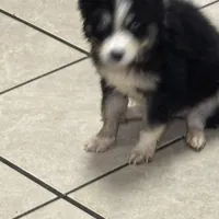 Koda, a male Pomsky for sale in Rogersville, TN – Photo 5 of 7