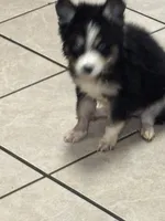 Koda, a male Pomsky for sale in Rogersville, TN – Photo 5 of 7