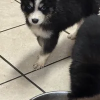 Koda, a male Pomsky for sale in Rogersville, TN – Photo 4 of 7