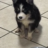 Koda, a male Pomsky for sale in Rogersville, TN – Photo 1 of 7