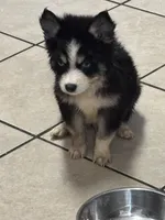 Koda, a male Pomsky for sale in Rogersville, TN – Photo 1 of 7