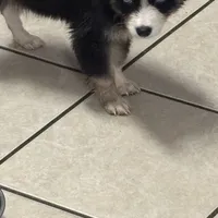 Koda, a male Pomsky for sale in Rogersville, TN – Photo 3 of 7