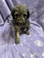 Gary, a male Poodle - Standard  for sale in Rogersville, TN – 8 of 8